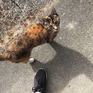 Meet your Posher, Sydney